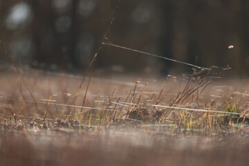 Naklejka premium Autumn spider web flies in the field, abstract background, straw, old grass, nature