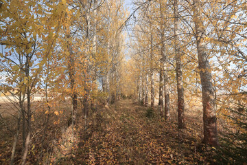 Autumn park background landscape, trees in warm tones, nature photography