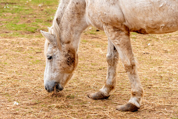 Fototapeta premium Domestic horse grazing on meadow grassland, farm with animals outdoor landscape