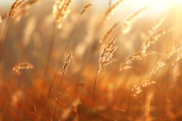 Autumn nature view, dry grass on a sunny day, the background of the outgoing season in warm tones © kichigin19