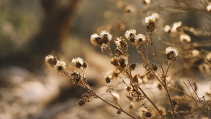 Dried wildflower seed heads on thin stems bathed in warm golden light. Concept Golden-hour Wildflowers, Dried Seed Heads, Delicate Stems, Warm Light, Rustic Natural Beauty