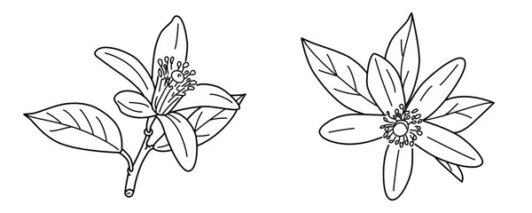Hand drawn line of orange tree blossom, lemon or other citrus, Buds and leaves vector illustration,Neroli blossom,Vector outline illustration branch with flowers and leaves  © cmmedia99