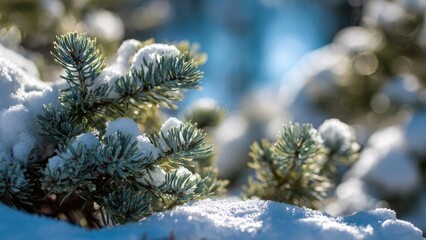 Snow-covered pine branches with blue-green needles, sunlight glinting on the snow. Concept Snow-covered pine branches, Blue-green pine needles, Sunlight on snow, Winter light photography