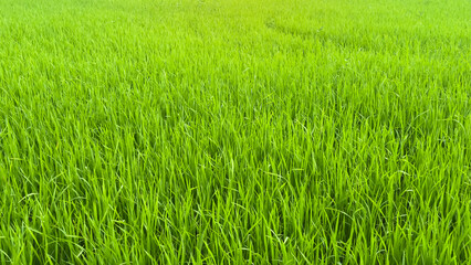 A fresh layer of green shoots spreads across the rice fields, glowing under soft daylight.