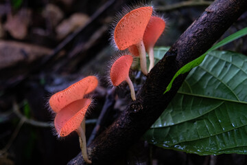Blurred for background.Soft shadows surround the delicate red cup-shaped mushroom perched on the branch.