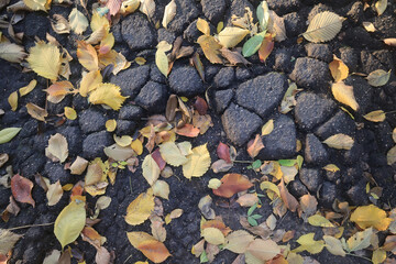 Texture of fallen autumn leaves, background of the passing autumn nature backdrop, surface
