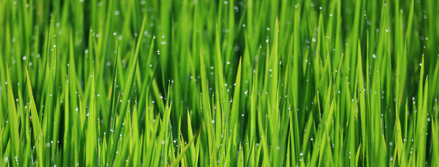 Obraz premium Texture of green fresh grass, rice field close-up