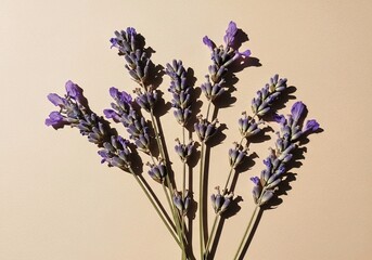 Close up of Pressed Lavender Flowers on Light Background