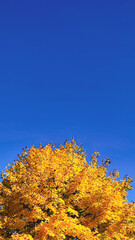 Fototapeta premium Bright yellow maple tree foliage against a clear blue autumn sky.