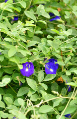 Close up shot of butterfly pea flower blossom at tree