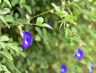 Close up shot of butterfly pea flower blossom at tree