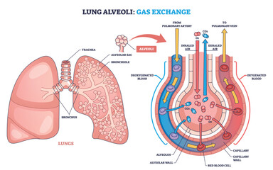 Lung alveoli gas exchange shown simply, oxygen enters, carbon dioxide leaves across capillaries, key elements are alveoli, capillaries, red blood cells. Outline diagram