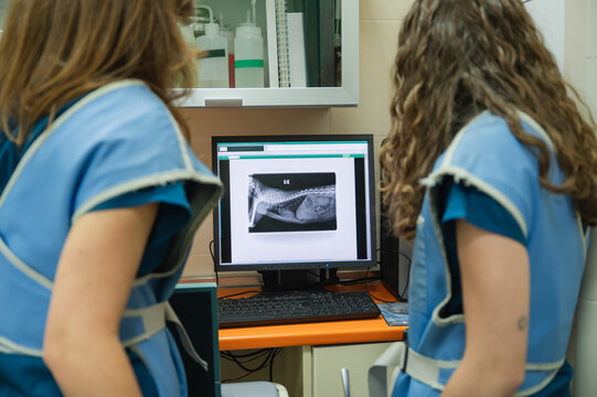Veterinarians analyzing pet x-ray for health diagnosis - Powered by Adobe