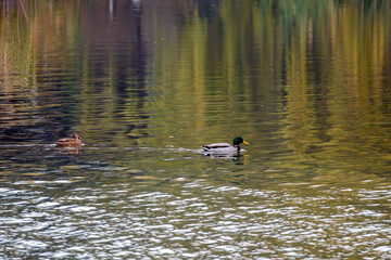 Mallard ducks swimming peacefully in a serene pond surrounded by colorful autumn foliage