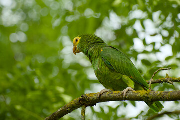 Yellow-headed Amazon parrot perched on branch in Stuttgart, Germany