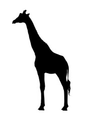 Giraffe silhouette - vector illustration