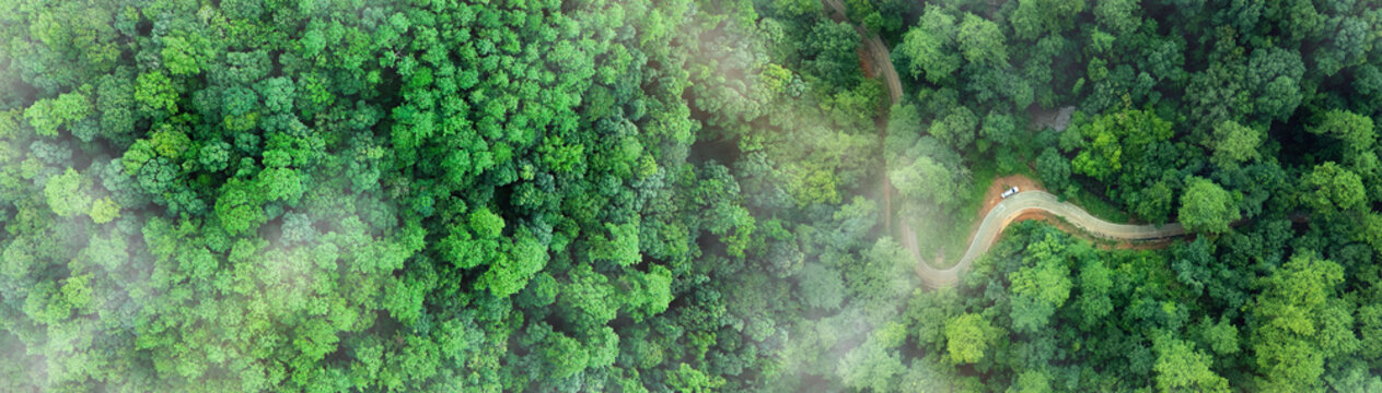 Aerial view road and green forest, green environment Rainforest landscape with trees and fog - theme conservation,