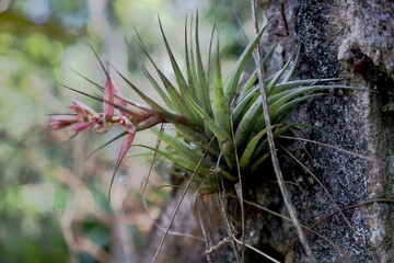 Close-up of a Tillandsia geminiflora epiphyte with pink flowers on a tree trunk.