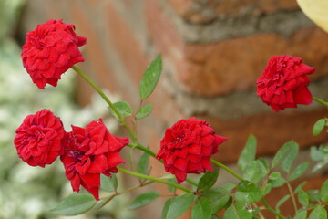 Red roses in a garden with a brick wall in the background in the garden