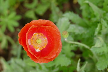 Close up of red poppy flower in garden