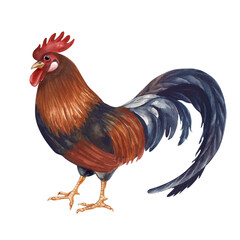 A standing multicoloured rooster. Isolated watercolor illustration. Poultry yard bird clip art in natural colors. Realistic cock for eco-friendly product design and farming themes.