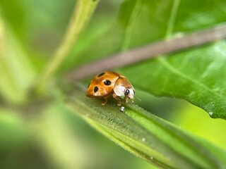 Ladybug habitats include forests, grasslands, farmland, and gardens. suburbs, in shrubs, trees,