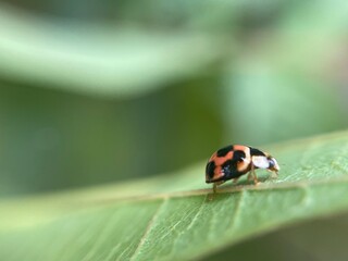 Ladybug habitats include forests, grasslands, farmland, and gardens. suburbs, in shrubs, trees,