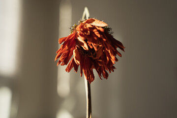 Dried botanical specimen featuring ginger withered Gerbera flower head hanging from elegant golden stem decoration