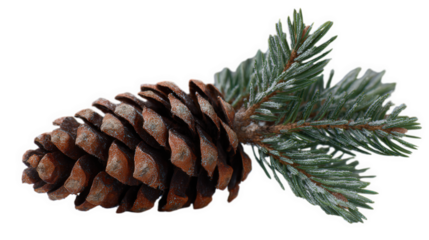 Pine cone and fir sprig with light frost, realistic winter arrangement on transparent background