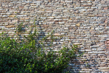 Weathered stone wall with a plant growing at its base and climbing part of the surface, showing natural texture, age, and organic detail in an outdoor setting, background, copy space