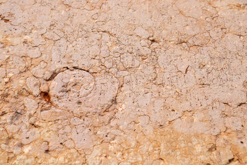 Close-up of textured limestone with a rough, weathered surface, showing pits, veins, cracks, and a circular fossil-like inclusion. Natural stone detail and geology pattern