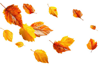 Fototapeta premium Floating autumn leaves in vibrant shades perfect for seasonal designs on transparent background