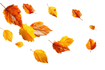 Floating autumn leaves in vibrant shades perfect for seasonal designs on transparent background