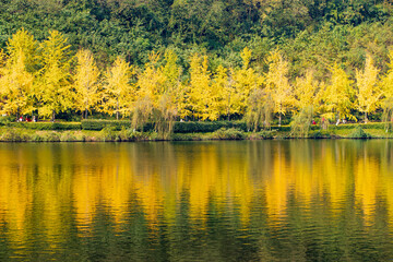 yellow forest and lake in autumn