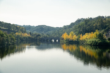 Obraz premium yellow forest and lake in autumn