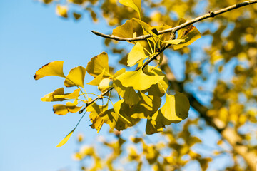 yellow Ginkgo leaves on blue sky