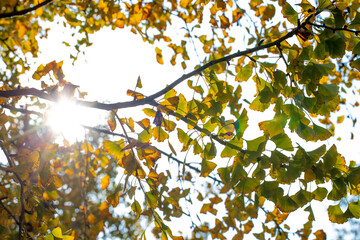 yellow Ginkgo leaves in sunlight