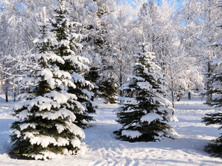 In the city park in winter after snow fell