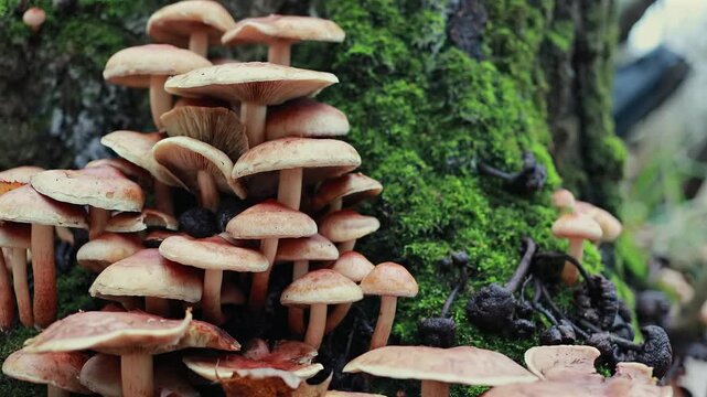 A Slider Shot Moves From Right To Left, Revealing A Dense Colony Of Wild Mushrooms Growing On A Tree Trunk Covered In Lush Green Moss.