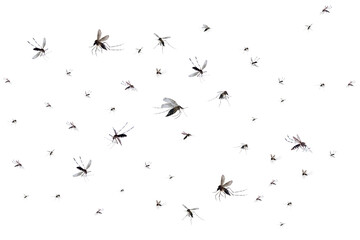 Annoying swarm of mosquitoes, a vector of diseases, insect pests spreading malaria and dengue, a public health concern, vector control programs