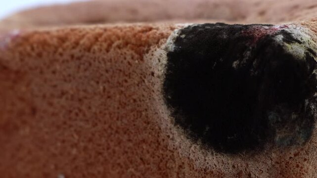 A Macro Slider Shot Moves Across A Piece Of Stale Bread, Revealing The Texture Of Black Mold And Fungus Growing On Its Surface.