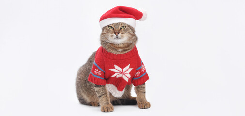 Festive tabby cat in a red Christmas sweater and Santa hat on a clean white background, studio portrait with copy space, humorous holiday pet photo for cards, packaging, advertising, seasonal campaign