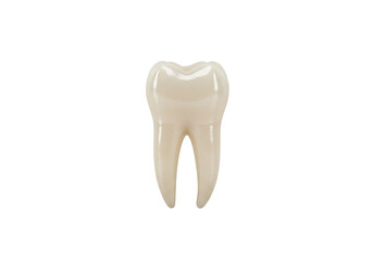 Isolated single molar tooth, oral hygiene practice, perfect for dental treatment services © Joao