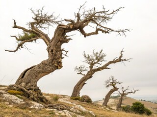 Three gnarled, ancient trees stand on a rocky, windswept hillside under a cloudy sky