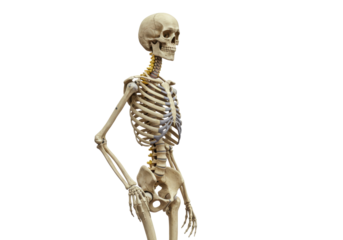 Isolated human skeleton model, standing with a slight twist, medical science concept