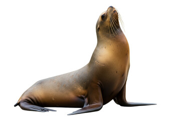 Naklejka premium Isolated Sea Lion basking, resting and enjoying the sun on ground, marine mammal looking up