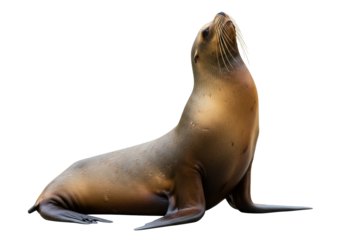 Isolated Sea Lion basking, resting and enjoying the sun on ground, marine mammal looking up