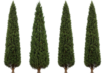 Isolated Italian cypress trees with evergreen foliage, cone-shaped Italian cypress for design