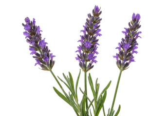 Naklejka premium Isolated flowering lavender stalks present a close-up view of their purple inflorescences indoors