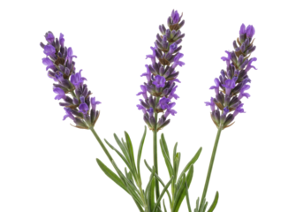 Isolated flowering lavender stalks present a close-up view of their purple inflorescences indoors